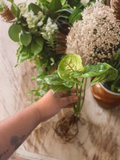 Syngonium ‘Berry Allusion’ Plant – Rooted Leaf Cutting, Pink-Tinted Arrowhead Vine, Easy Indoor Houseplant Starter