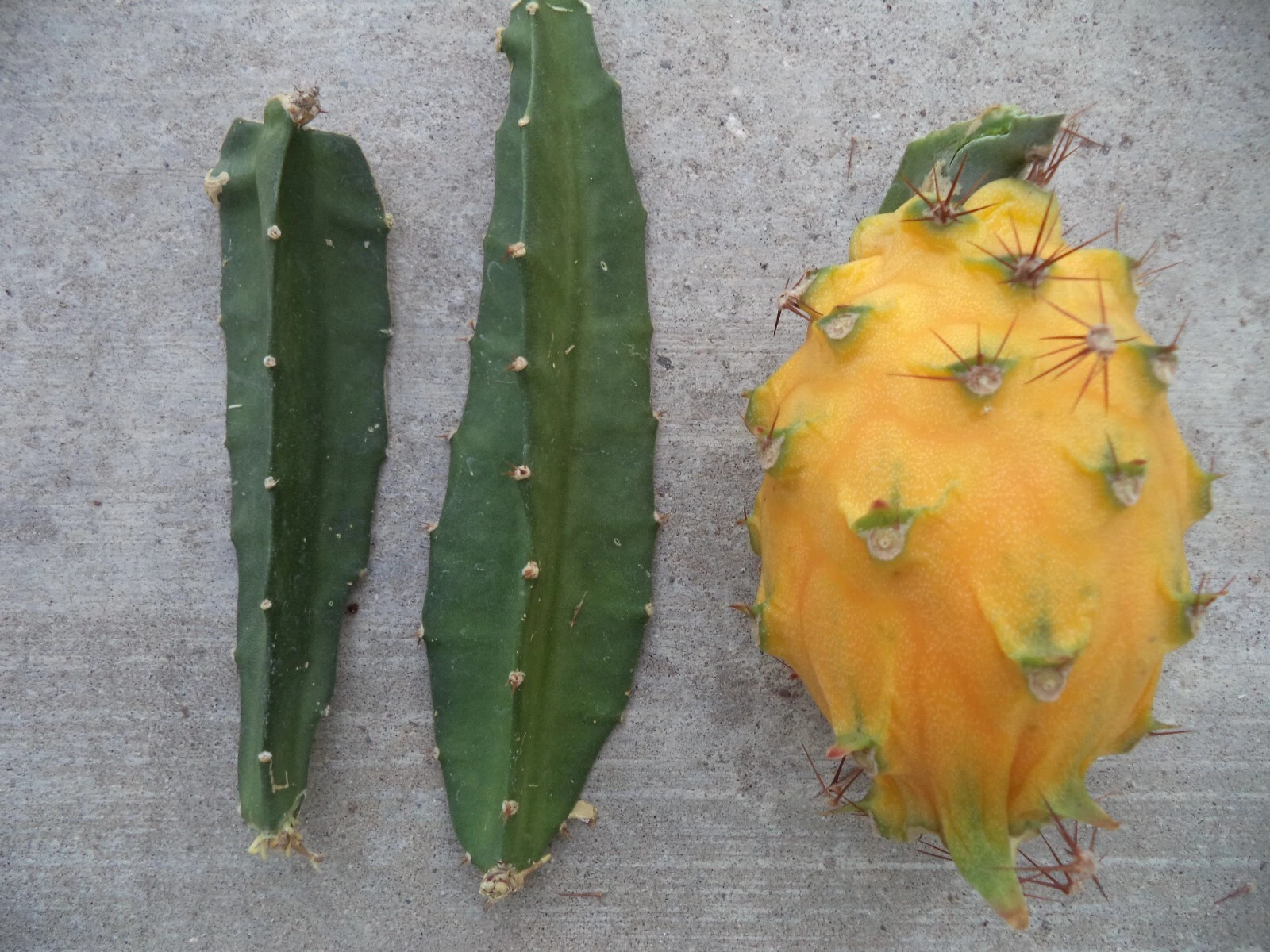 Yellow Dragon Fruit Cutting – Palora Variety – 1 Mature 3–4" Live Cutting for Growing Pitaya Plant