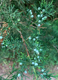 Eastern Red Cedar – 10 Fresh Cuttings (6–8 Inches) | Juniperus virginiana Cuttings for Rooting or Craft Projects