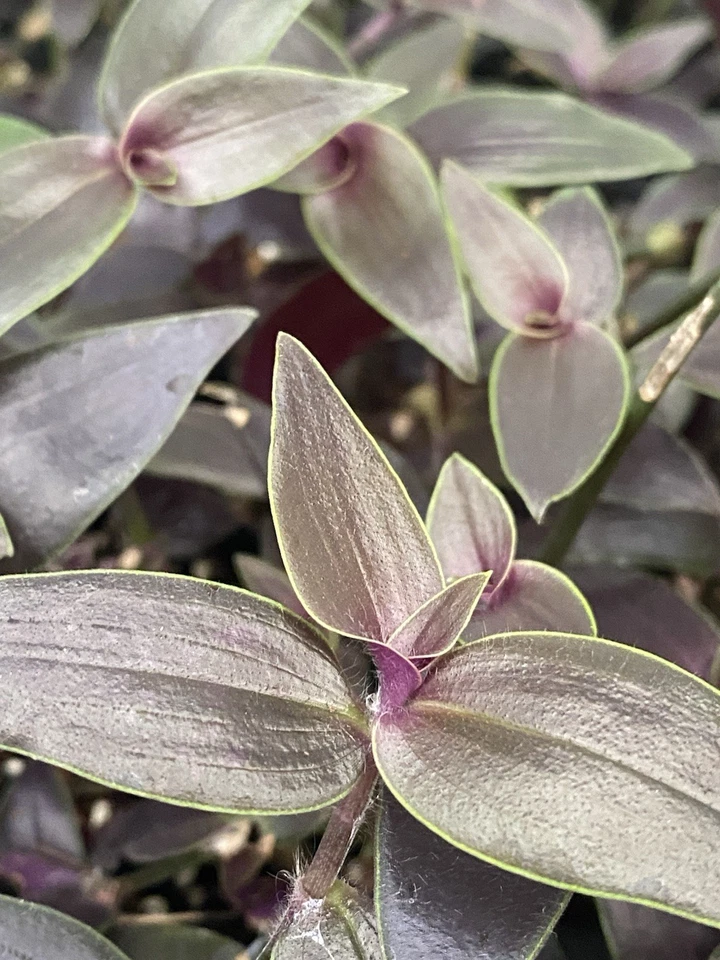 Tradescantia Dark Desire Rooted Cuttings – 2 Live Wandering Dude Plants, Tradescantia Jose Puig, Rare Purple Foliage