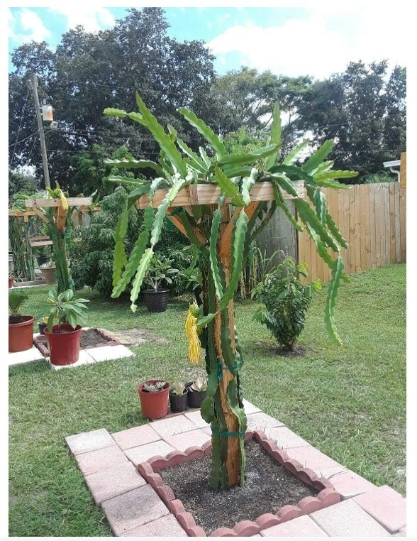 18” Dragon Fruit Cactus Plant with Pot – Hylocereus undatus Pitaya, Self-Pollinating Live Cactus for Indoor or Outdoor Growing