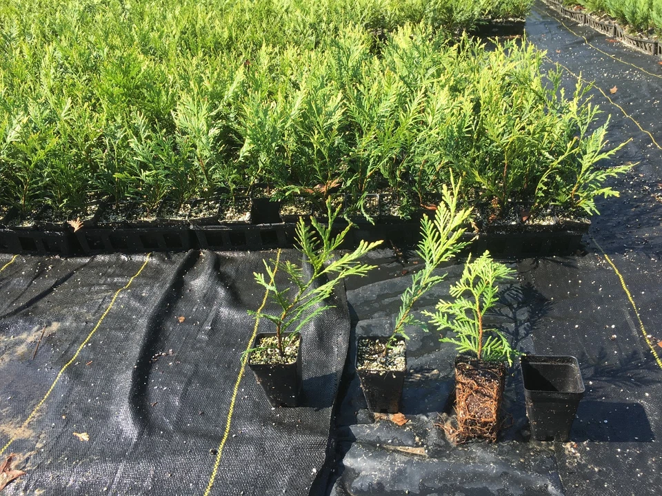 Green Giant Thuja Arborvitae – Box of 25 Live Potted Plants 10–14 Inches, Thuja Green Giant for Privacy Hedge