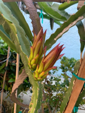 Dragon Fruit Cutting Pitaya Cactus 10–14 Inch Unrooted Cutting for Planting and Propagation