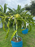 La Verne Red Dragon Fruit Cutting – 12"+ Live Hylocereus Stem from Florida Variety, Fast-Growing Pitahaya for Warm Gardens