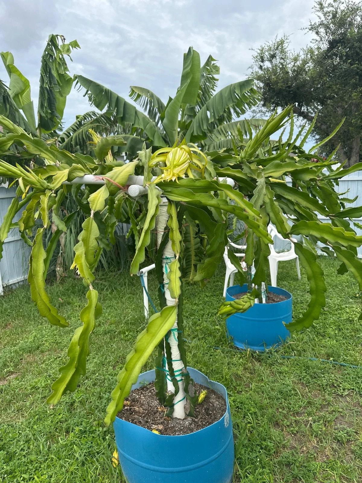 La Verne Red Dragon Fruit Cutting – 12"+ Live Hylocereus Stem from Florida Variety, Fast-Growing Pitahaya for Warm Gardens