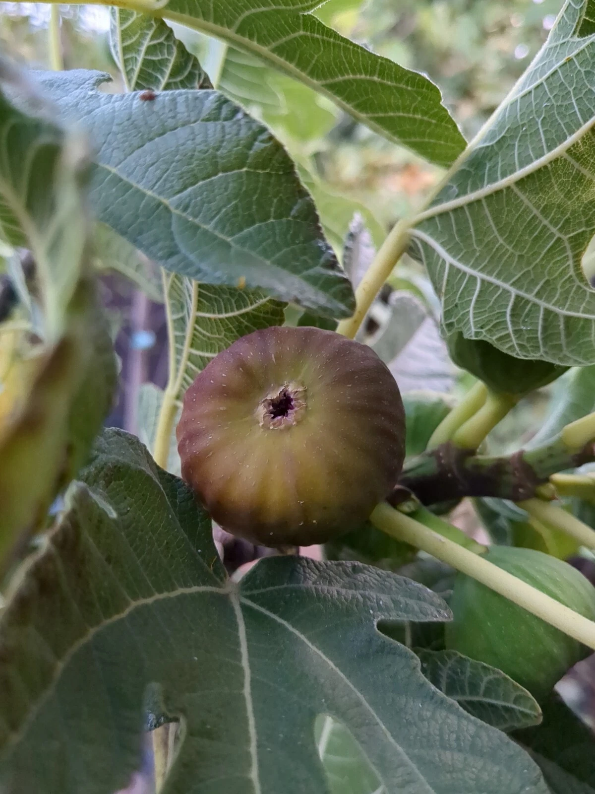Olympian Fig Cuttings – 10 Fresh Ficus Carica Stems for Rooting or Grafting, Cut to Order