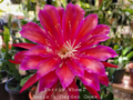 Epiphyllum ‘Ferris Wheel’ Unrooted Cuttings – 8–10 Inch Orchid Cactus Segments, Rare Color Bloom Variety, Easy to Root