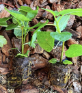 Fig Tree ‘Yellow Long Neck’ Live Plant – Ficus carica Yellow Fig Variety, Rooted Fruit Tree for Planting
