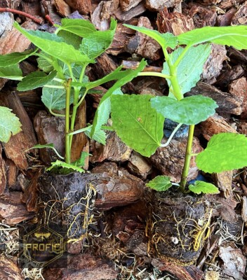 Fig Tree ‘Yellow Long Neck’ Live Plant – Ficus carica Yellow Fig Variety, Rooted Fruit Tree for Planting