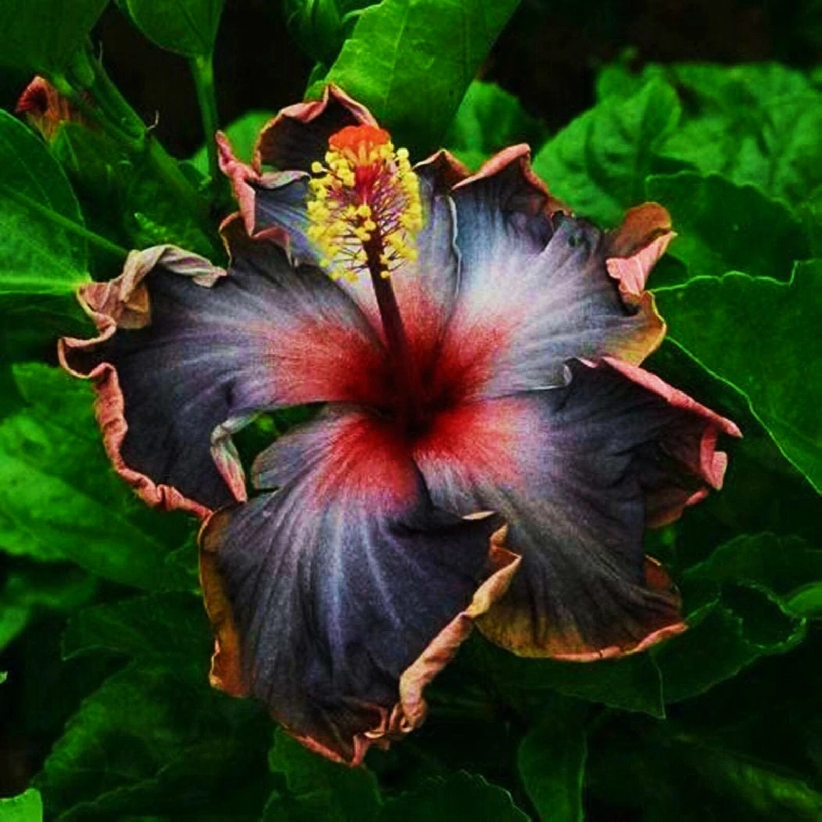Hibiscus Moscheutos Starter Cuttings – 7 Unrooted Pieces – Hardy Hibiscus Mallow Plant