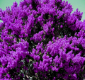Dark Purple Crepe Myrtle Live Plants – 2 Rooted Flowering Crape Myrtle Bushes, Lagerstroemia Indica
