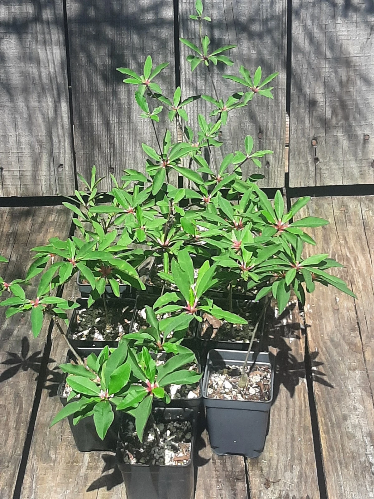 Euphorbia mahabokensis Live Plant – Seed Grown Ornamental Succulent Starter