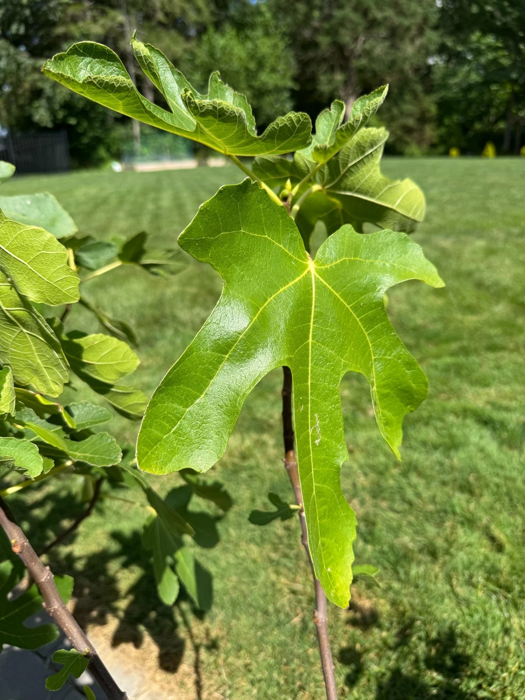 Lattarula Fig Cuttings for Planting – 3 Unrooted Ficus carica Cuttings, Fruit Tree Propagation