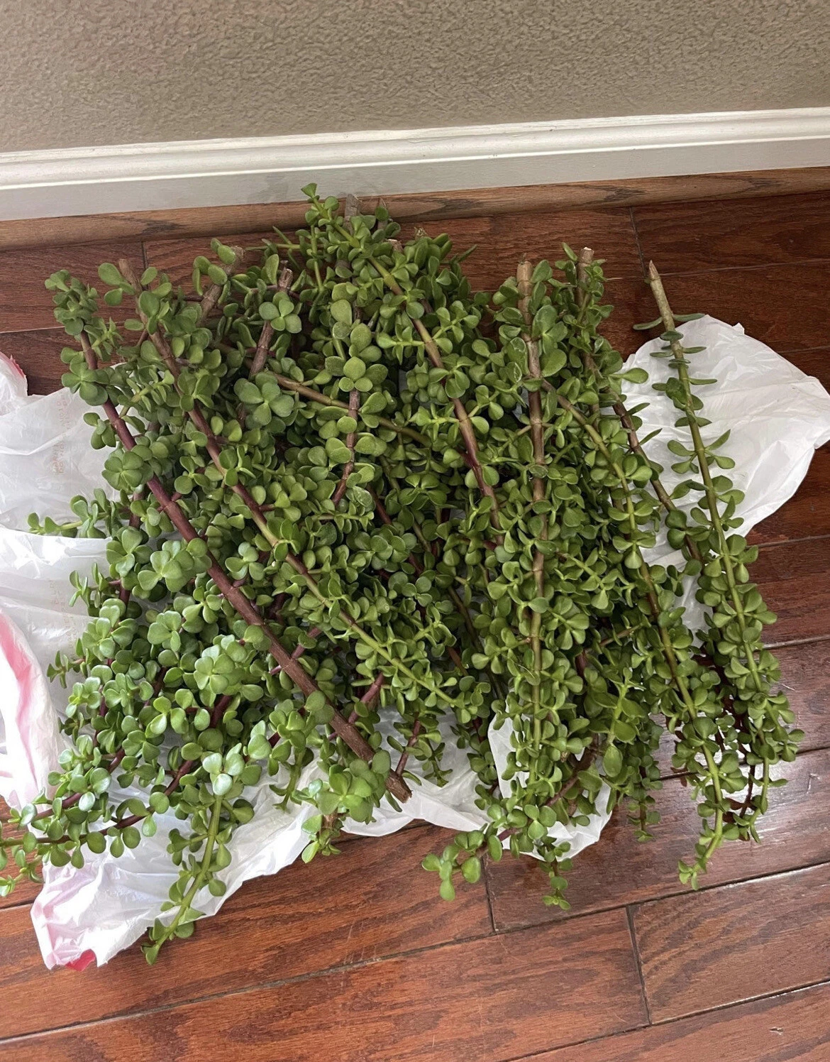 Elephant Bush Succulent Cuttings – 100 Portulacaria afra Dwarf Jade Stems for Propagation and Planting