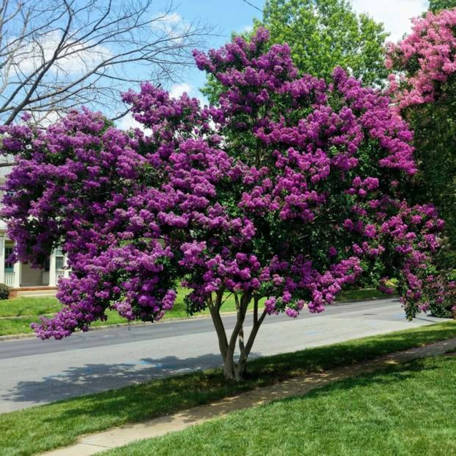 Crape Myrtle Cuttings – 7 Fresh Crepe Myrtle Stems for Rooting – Fast-Growing Landscape Starter
