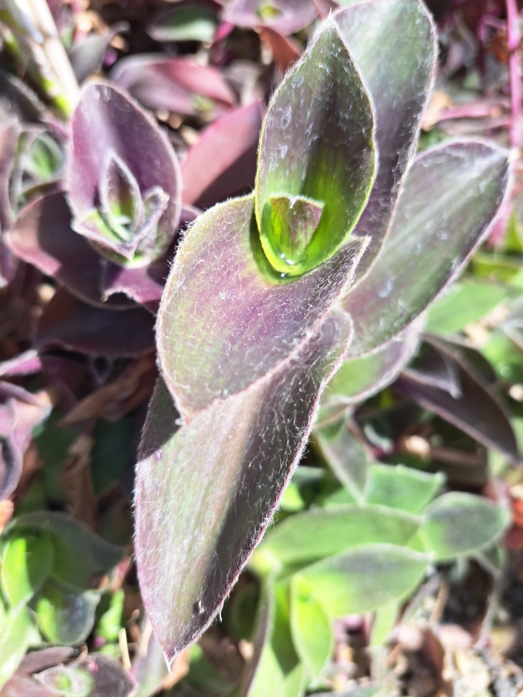 Purple Queen Tradescantia Cuttings – 10 Unrooted Tradescantia pallida Purple Heart Plants, Fuzzy Purple Foliage