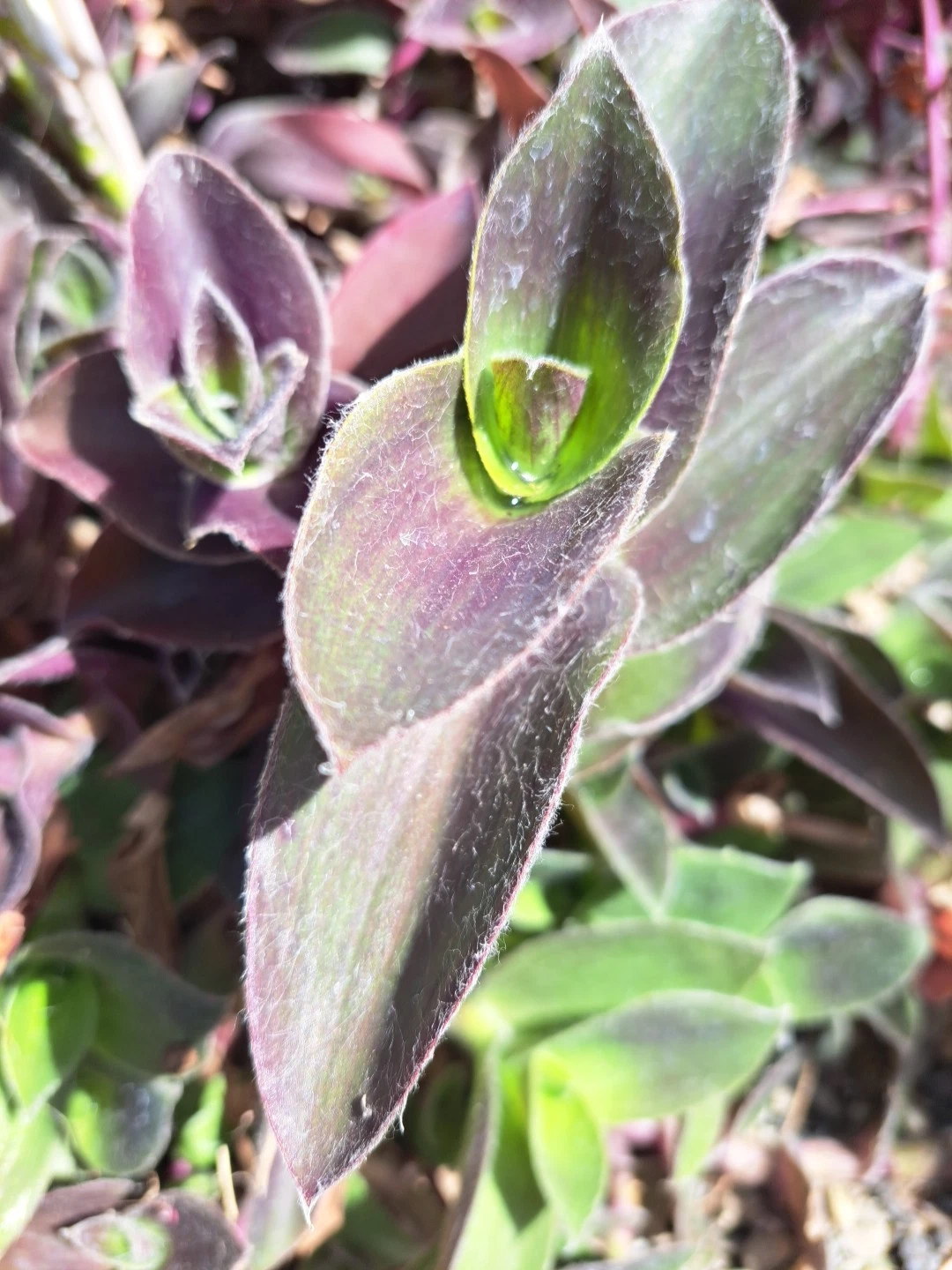 Purple Queen Tradescantia Cuttings – 10 Unrooted Tradescantia pallida Purple Heart Plants, Fuzzy Purple Foliage