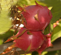 Halley’s Comet Dragon Fruit – Rooted Hylocereus Undatus Hybrid Plant, 4–7 Inch Red-Flesh Variety Starter