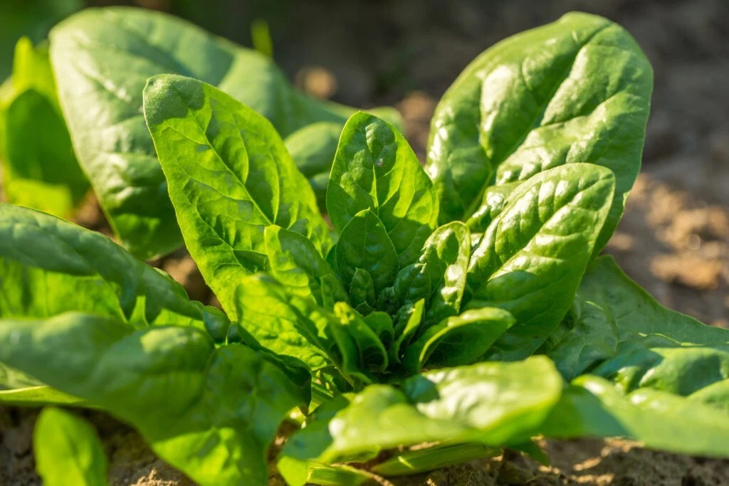 Noble Giant Spinach Seeds Spinacia oleracea, Heirloom Leafy Green Vegetable Seeds for Planting, 200 Seeds