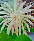 Night Blooming Cereus – Rooted Live Cactus Plant in 4" Pot | White Flower Epiphyllum
