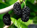 Shangri-La Mulberry Scions – 12 Fresh Cuttings for Rooting or Grafting, Live Morus Tree Cuttings for Fruit Growers