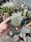 Tephrocactus alexanderii – Rare Rooted Bare Root Cactus, XL Single Segment “One Ball” Form, Collectible Opuntia Species