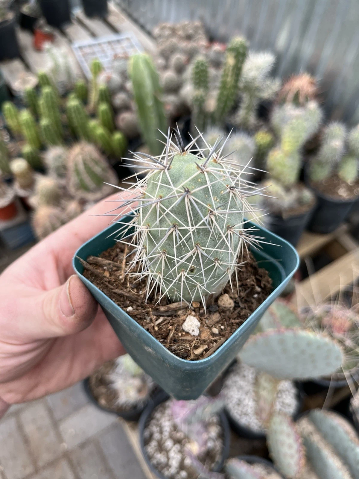 Tephrocactus alexanderii – Rare Rooted Bare Root Cactus, XL Single Segment “One Ball” Form, Collectible Opuntia Species