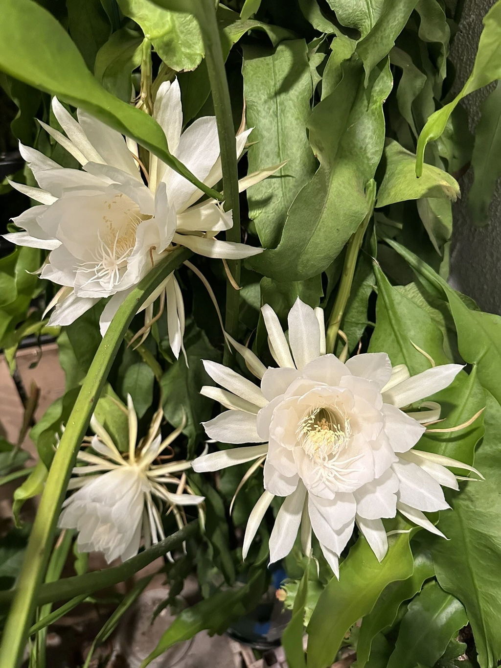 Queen of the Night Orchid Cactus Cutting for Planting – 6–12 Inch Unrooted Epiphyllum Oxypetalum