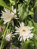 Queen of the Night Orchid Cactus Cutting for Planting – 6–12 Inch Unrooted Epiphyllum Oxypetalum
