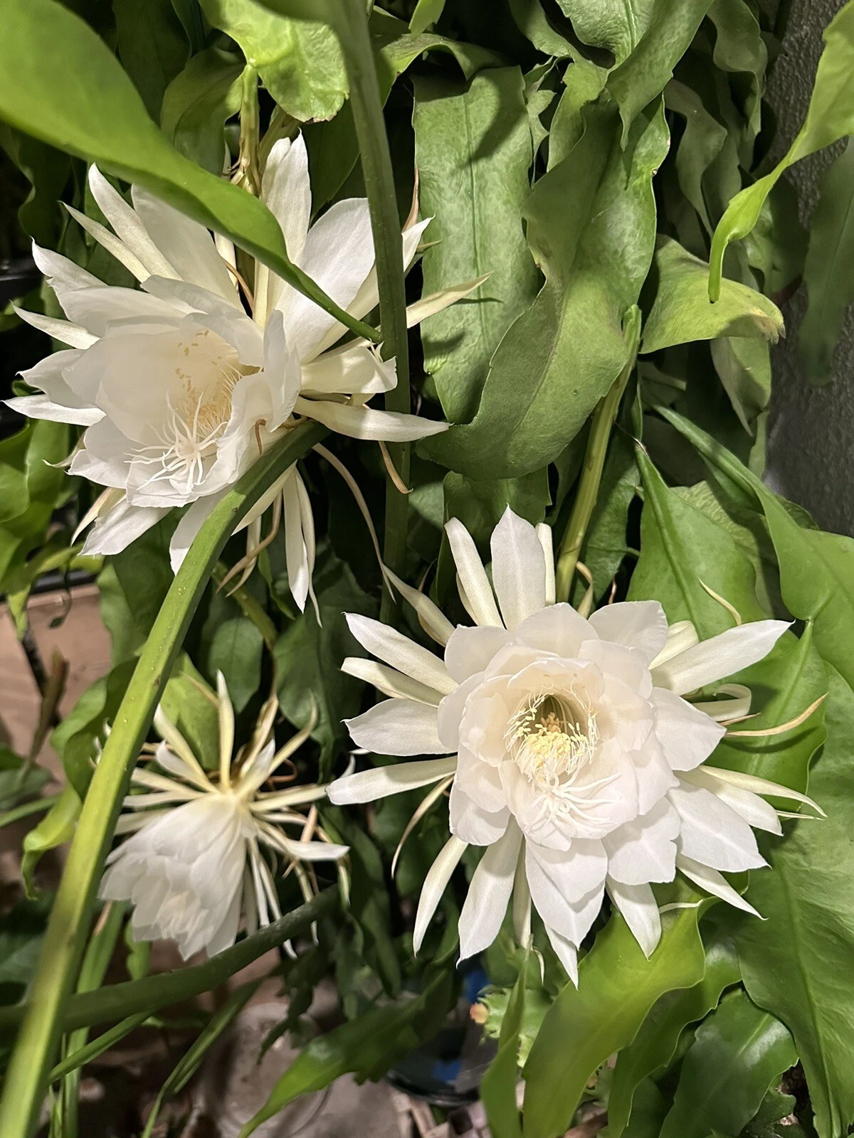 Queen of the Night Orchid Cactus Cutting for Planting – 6–12 Inch Unrooted Epiphyllum Oxypetalum