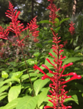Purple And Red Firespike Cuttings Odontonema Strictum 6 Unrooted Cuttings