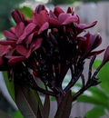 Scott Pratt Plumeria Cuttings – 6 Live Plumeria Rubra Cuttings 12 Inch, Two Tip Cuttings for Planting