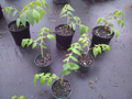 Muntingia Calabura Strawberry Tree – 10 Live Starter Plants – Rare Fast-Growing Fruit Tree for Planting – Free Shipping
