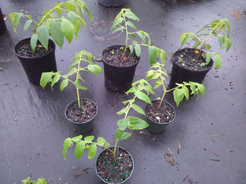 Muntingia Calabura Strawberry Tree – 10 Live Starter Plants – Rare Fast-Growing Fruit Tree for Planting – Free Shipping