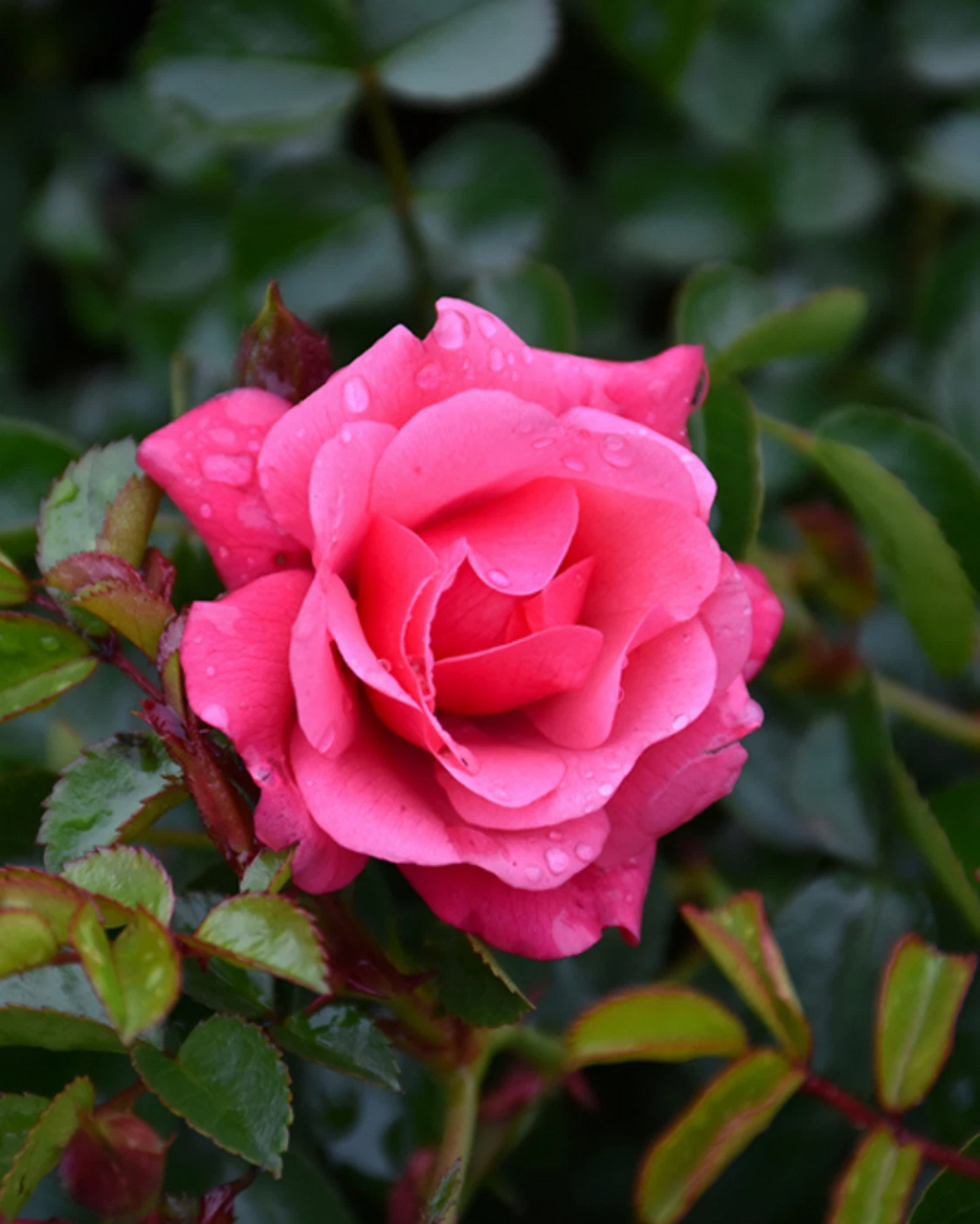 Flower Carpet Pink Rose Cuttings for Planting – 3 Unrooted Stems for Rooting or Grafting