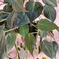 Philodendron micans Cutting for Planting – Unrooted Velvet Leaf Philodendron Cutting for Propagation
