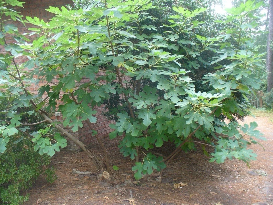 Brown Turkey Fig Cuttings – 4 Unrooted Ficus carica Cuttings, 6–8 Inch Fig Tree for Propagation
