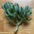 Ripple Wavy Jade Plant – Crassula Undulatifolia Unrooted Succulent, You Choose, Live Plant for Planting