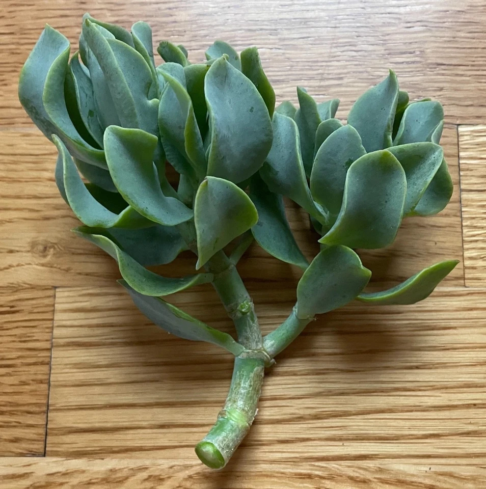 Ripple Wavy Jade Plant – Crassula Undulatifolia Unrooted Succulent, You Choose, Live Plant for Planting