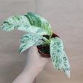 Marble Variegated Pothos – Rare Epipremnum in 4" Pot | Collector’s Aroid with White-Green Variegation | Live Houseplant