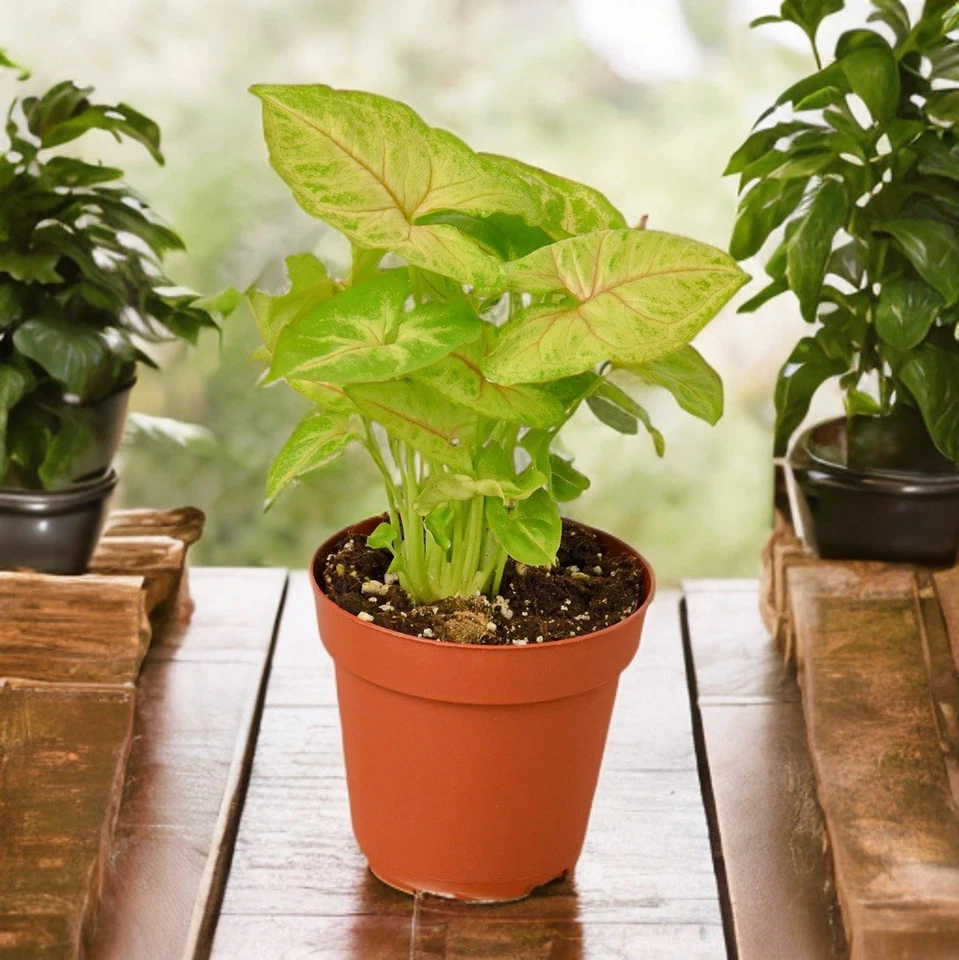 Syngonium ‘Berry Allusion’ Rooted Leaf Cutting for Planting – Pink Green Arrowhead Vine Indoor Houseplant