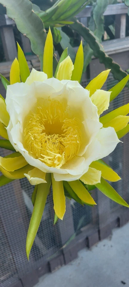 Maria Rosa Dragon Fruit Cuttings – Mature Pitaya Plant Cuttings for Planting, Hylocereus Variety