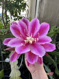 Epiphyllum Orchid Cactus Cuttings – 2 Purple Oxypetalum Night Blooming Stems for Rooting