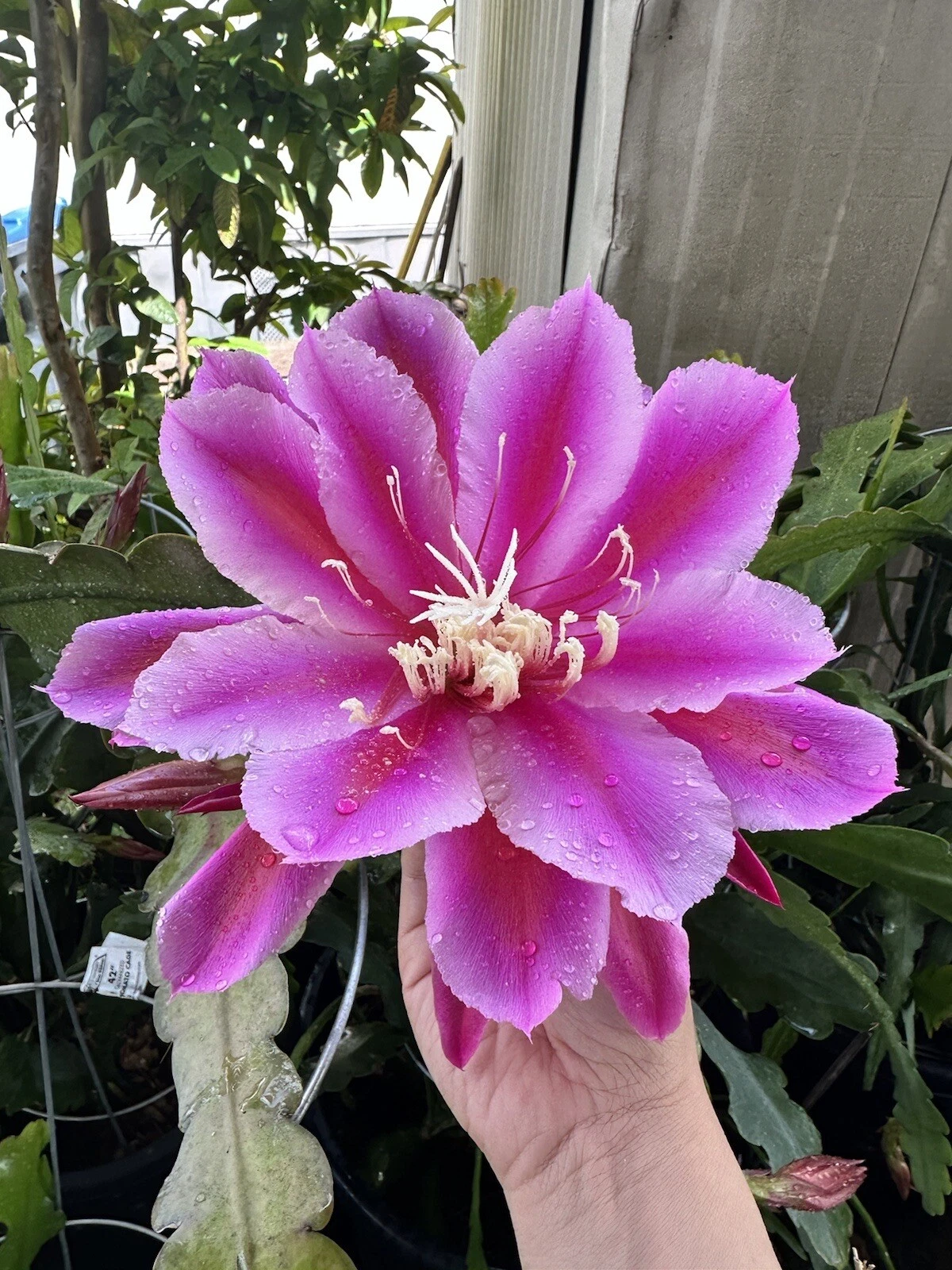 Epiphyllum Orchid Cactus Cuttings – 2 Purple Oxypetalum Night Blooming Stems for Rooting