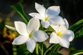 Plumeria Pudica Cuttings – 2 Fresh 4–6in White Butterfly Plumeria Stems for Rooting, Live Flowering Starter