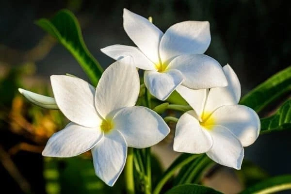 Plumeria Pudica Cuttings – 2 Fresh 4–6in White Butterfly Plumeria Stems for Rooting, Live Flowering Starter