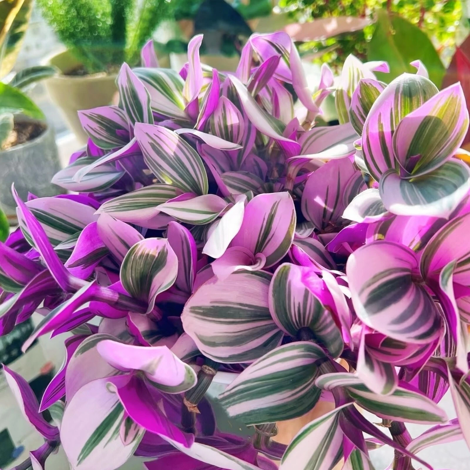 Tradescantia Nanouk Cuttings – Pink Wandering Jew Houseplant, 3 Unrooted Live Cuttings 3–4 Inches Long