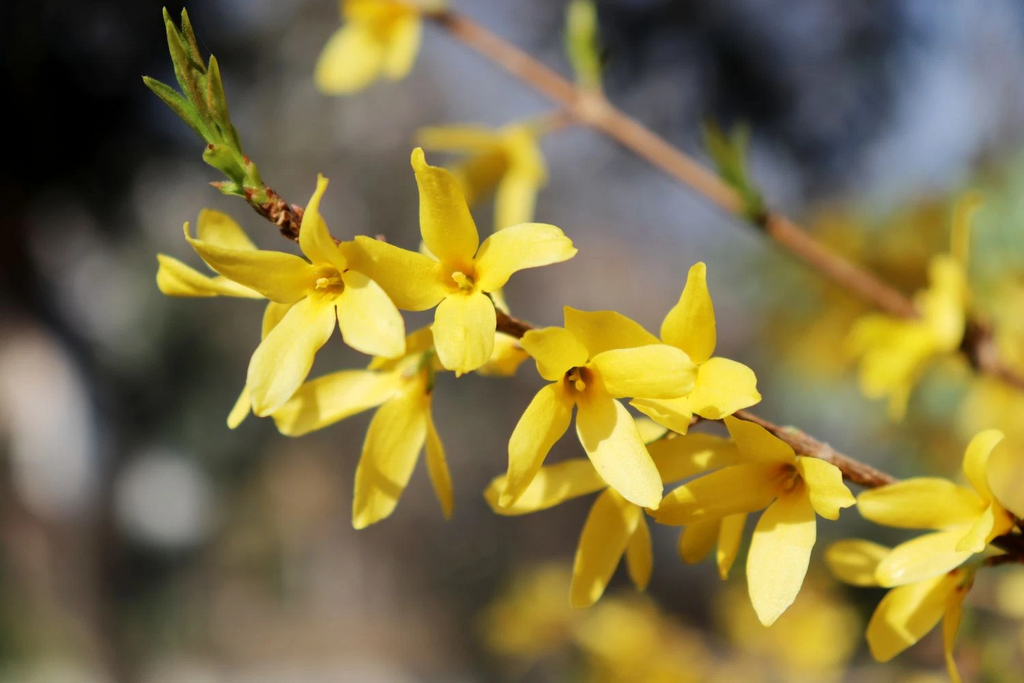 Forsythia Goldenrod Cuttings – 10 Unrooted 8in Stems for Rooting, Old Fashioned Yellow Forsythia Starter Wood