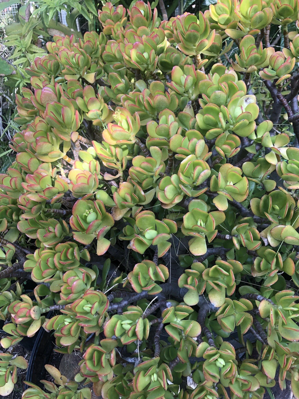 Crassula ovata Jade Plant – 3 Fresh Cuttings (3–5”) – Live Succulent Stem Cuttings for Rooting and Propagation