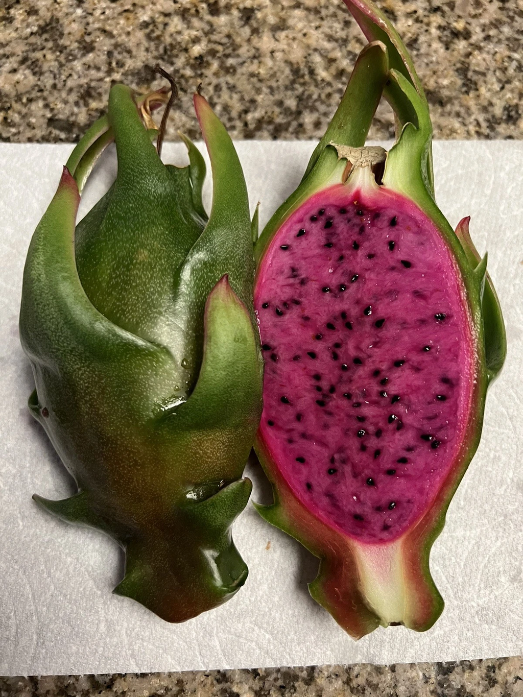Asunta-X Dragon Fruit Cuttings – 4 Pack, 7–9" Fresh Hylocereus AX Variety, Live Starter Cuttings for Growing Pitaya Plants